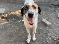 Lucky- ein Sonnenschein der sein Happy End sucht!🍀🐶