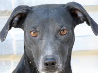 Lilo 2, weiblicher Mischling