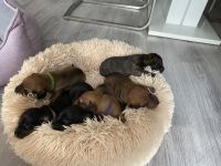 Zwergdackel Kurzhaar Welpen reinrassig