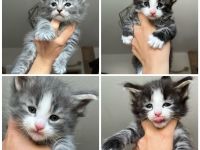 Norwegische Waldkatzen Kitten