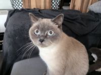 BKH Kitten suchen ein liebevolles Zu Hause