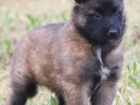 belg. Schäferhundwelpen zu vergeben