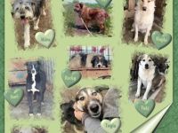 Pflegestellen in ganz Deutschland gesucht