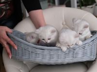 4 Britische Kurzhaar Katzen (Weiß)