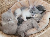 reinrassige BKH Kitten abgabebereit