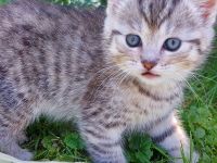 2 Kitten BKH Abgabe Ende Juni