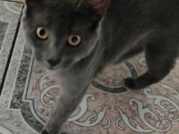 Verspielte graue Katze