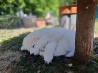 Samojeden welpen Suche ein zu Hause für immer