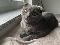 SKH 6 Monate alt junge (scottisch- brittisch)