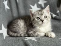 Britisch Kurzhaar Kitten Kater und Katze BKH