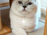 BKH Deckkater Lilac-Point mit Stammbaum