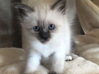 Siam- Heilige Birma Kitten