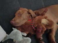 Weimaraner Mischling Rüde