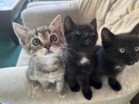 Babykatzen !Handaufzucht!