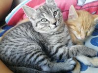 Katzen Baby /kitte (w)