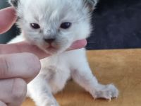 Gesunde Ragdollkitten rein traditionell mit Stammbaum