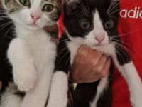 Babykatzen abgabebereit