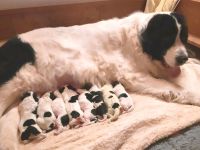 Landseerwelpen von der Schwanenburg