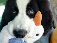 Landseerwelpen von der Schwanenburg