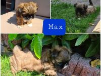 Wonneproppen suchen ein neues Zuhause