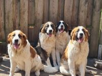 Bernhardinerweibchen suchen DICH!