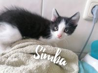 3 süße Kitten suchen ein Liebevolles zu Hause