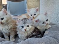 Bezaubernde Sibirerkätzchen mit Papieren