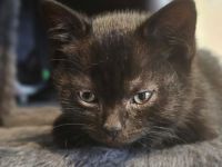 Bkh/Ekh kitten suchen neues zu hause