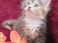 VENNOAS Maine Coon Cattery