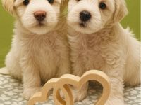 American Zwergschnauzer Welpen