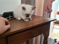 Heilige Birma Katerchen Reinrassig