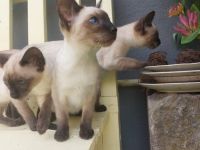 Siam Kitten