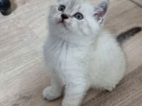 Britisch Kurzhaar / Türkische Angora Kitten