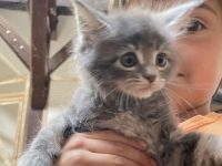 Reinrassige, sehr zutrauliche Maine Coon Kitten, traumhaft schön