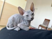 Sphynx Kitten abzugeben