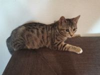 2 Katzen suchen neues liebevolle zu Hause