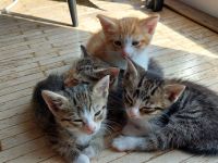 Katzenbabys