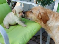 Wir suchen ein Zuhause