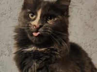 Bildschönes maine coon Mädel