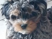 Havalonkamix merle grau