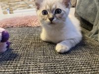Katzen Kitten Siam tabby und chocolate Point