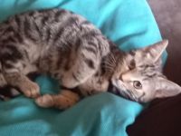 Bengal mix Kitten