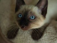 Reinrassige Siam Katzen, alter Typ Thai Siam Kitten