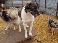 liebe,kastrierte Elvira im Tötungstierheim in Rumänien, hofft auf Rettung durch tierliebe Menschen