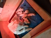 Golden Retriever Welpen aus FCI Zucht