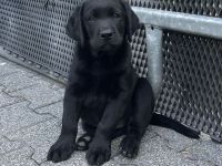 Labrador Retriever Rüde