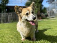 Zwei erwachsene Corgi Hündinnen in liebevolle Hände abzugeben