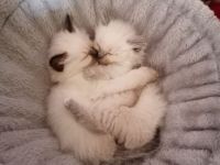 Reinrassige Heilige Birma Kätzchen. 2 sind reserviert!