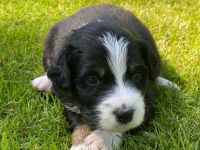 Australian Shepherd Welpen