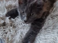 Maine Coon Kitten Weibchen